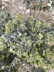 Atriplex confertifolia