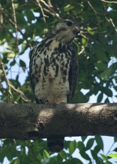 Buteo plagiatus