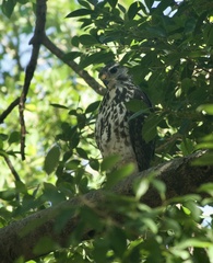 Buteo plagiatus