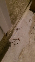 Latrodectus geometricus