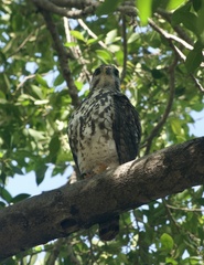 Buteo plagiatus