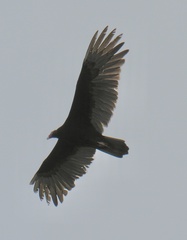 Cathartes aura