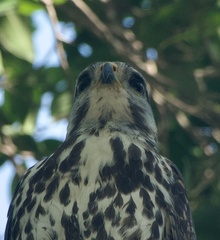 Buteo plagiatus