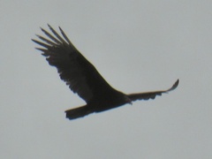 Cathartes aura