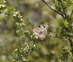 Heteronympha merope