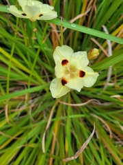 Dietes bicolor