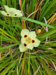 Dietes bicolor