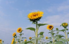 Helianthus annuus
