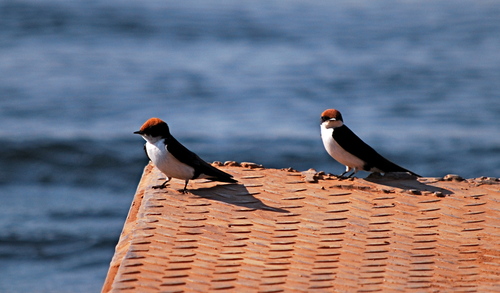 Wire-tailed Swallow