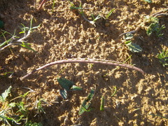 Eriospermum lanceifolium