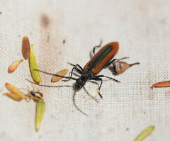 Stenoderus suturalis