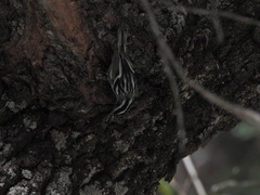 Mniotilta varia