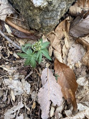Cardamine diphylla