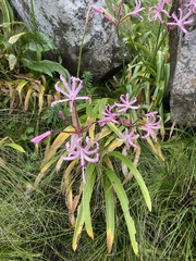 Nerine bowdenii
