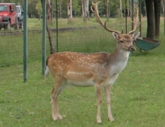 Dama