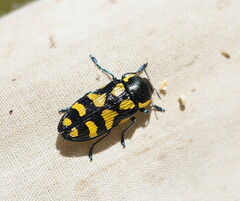 Castiarina octospilota