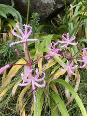 Nerine bowdenii