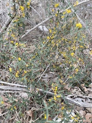 Berberis trifoliolata