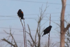 Agelaius phoeniceus californicus