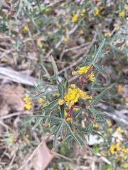 Berberis trifoliolata