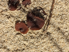 Peziza ammophila