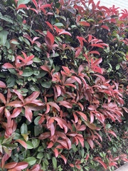 Photinia