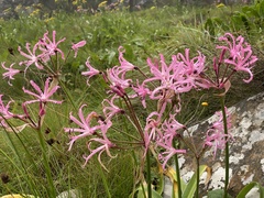 Nerine bowdenii