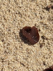 Peziza ammophila
