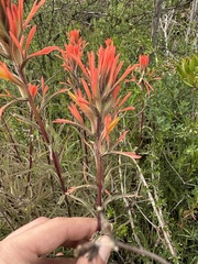 Castilleja subinclusa
