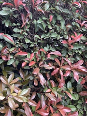 Photinia