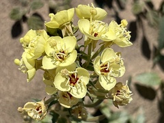 Chylismia claviformis