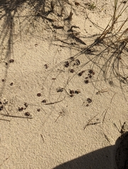 Peziza ammophila