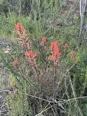Castilleja subinclusa