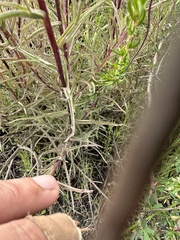 Castilleja subinclusa