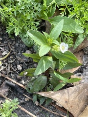 Gratiola virginiana