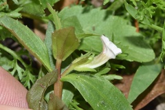 Gratiola virginiana