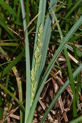 Carex crus-corvi