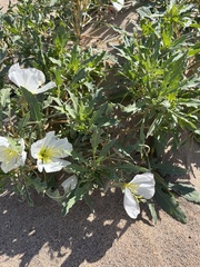 Oenothera deltoides