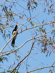 Anthracoceros albirostris