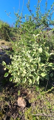 Ambrosia chenopodiifolia