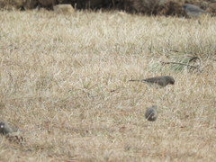 Junco hyemalis