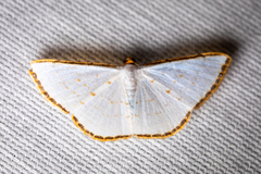 Leuciris fimbriaria