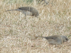 Junco hyemalis
