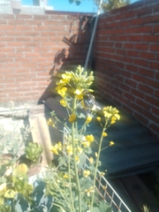 Copestylum mexicanum