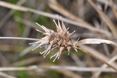 Carex louisianica