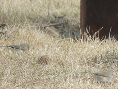 Junco hyemalis