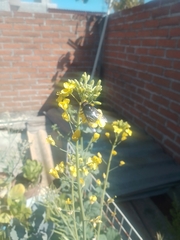 Copestylum mexicanum