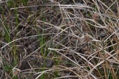 Carex louisianica
