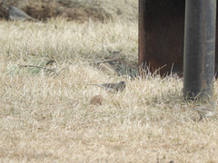 Junco hyemalis