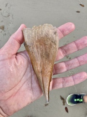 Pinnidae